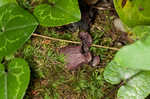 Largeflower heartleaf